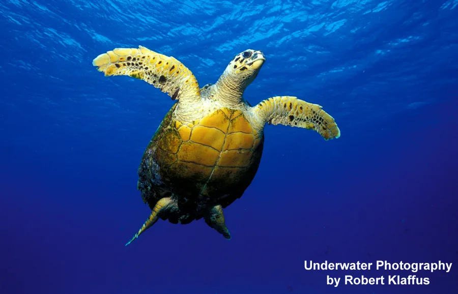 Tortue marine nageant paisiblement dans l'eau bleue, vue sous-marine