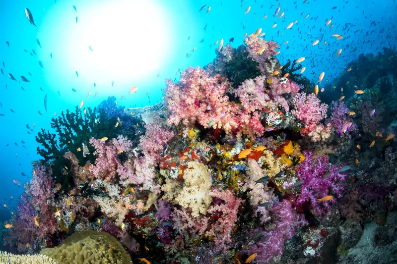 Récif corallien coloré avec de nombreux petits poissons et lumière du soleil
