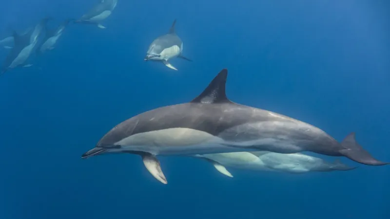 Groupe de dauphins nageant dans une eau bleue claire et profonde