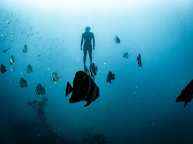 Apnea, un plongeur et un banc de poissons dans l'eau bleue