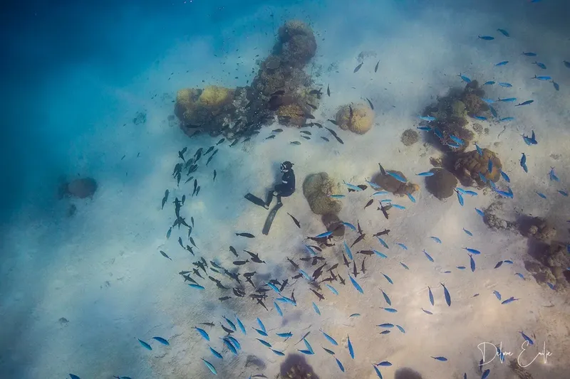 Plongeur au milieu d'un banc de poissons et de coraux