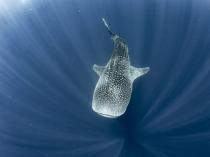 Requin baleine nageant dans l'eau bleue, lumière du soleil filtrant