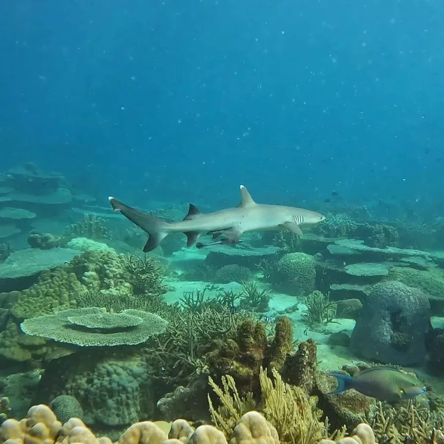 Requin de récif à pointe blanche nageant au-dessus d'un récifal corallien