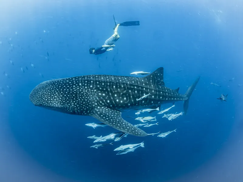 Requin baleine nageant avec un plongeur en apnée et petits poissons