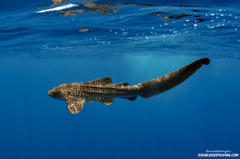 Requin zèbre nageant en eau bleue, vue sous la surface