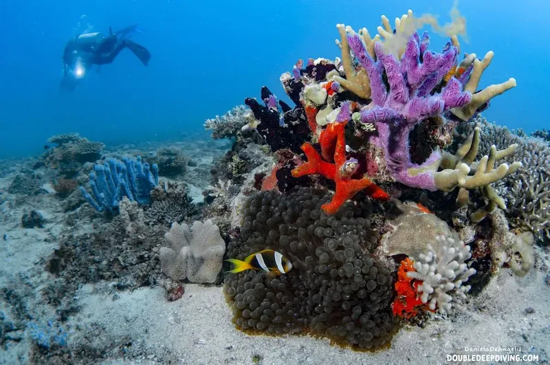 Plongeur observant un récif corallien coloré avec des poissons et étoiles de mer