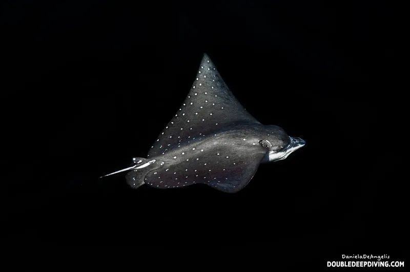 Raie manta nageant dans l'obscurité, vue sous-marine, points blancs sur le dos