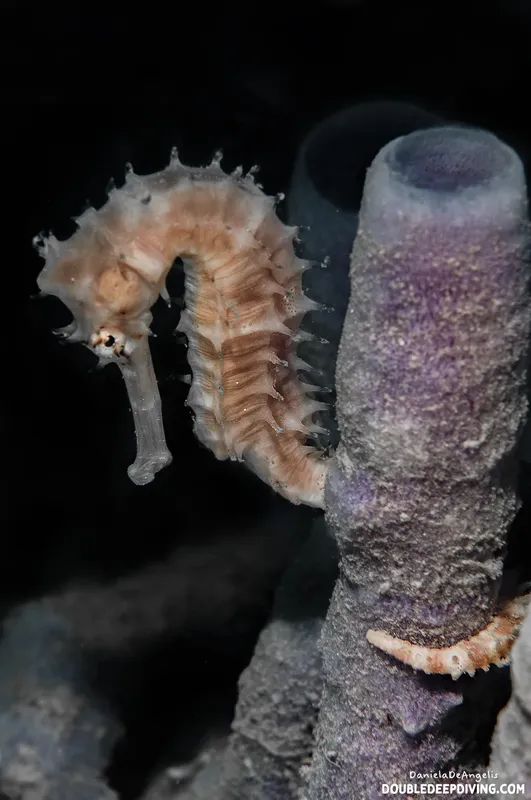 Hippocampe pygmée accroché à un gorgonien dans les profondeurs marines