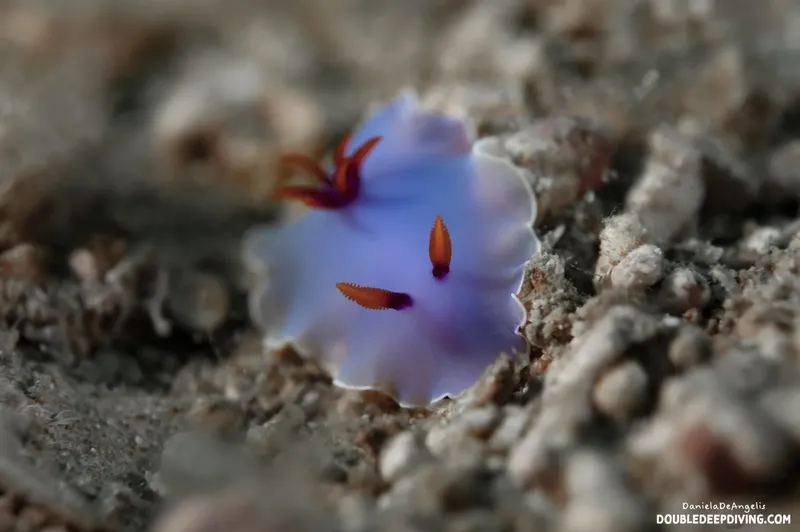 Nudibranche bleue et orange sur fond rocheux, photographie sous-marine détaillée