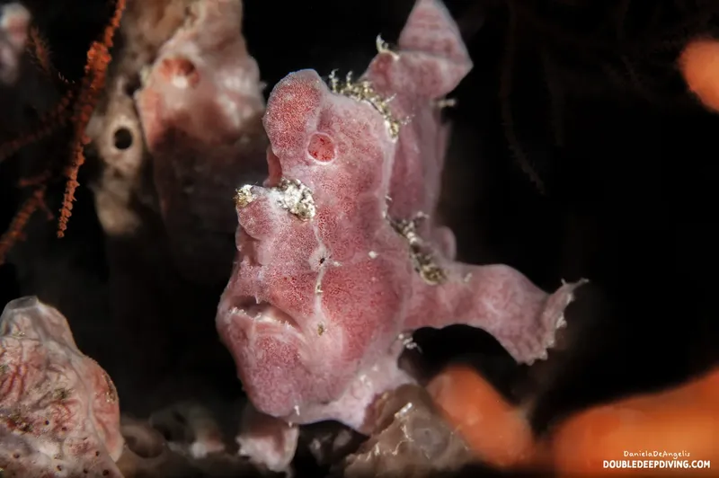 Poisson-grenouille rose camouflé sur un fond rocheux et corallien