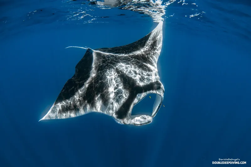 Raie manta majestueuse nageant dans l'eau bleue, vue sous-marine spectaculaire