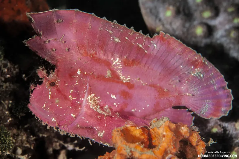 Poisson-feuille rouge vif sur fond rocheux et corallien sous-marin