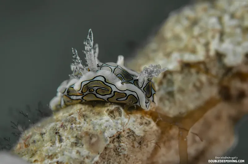 Nudibranche colorée sur un rocher corallien en milieu marin