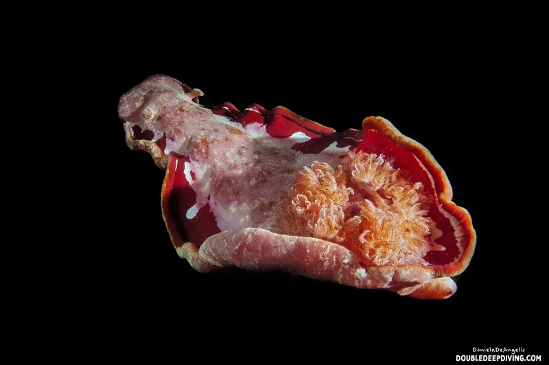 Nudibranche rouge et blanche, vue de dessous, fond noir profond
