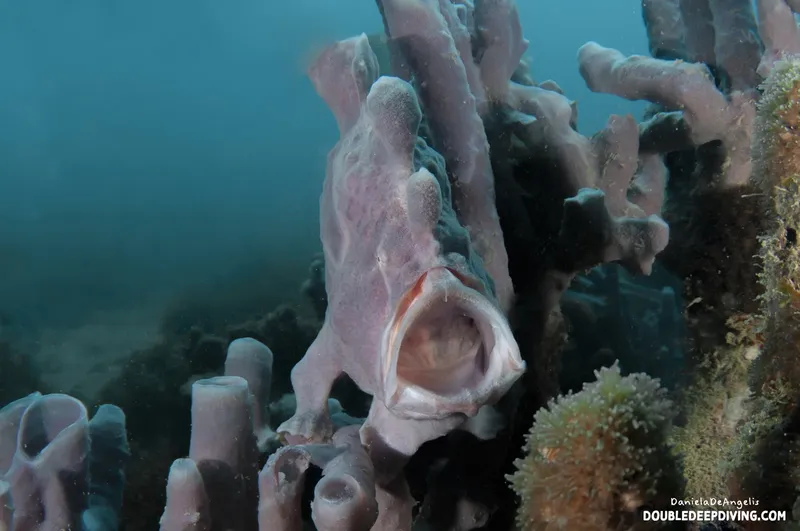 Poisson chauve-souris perché sur des éponges roses en milieu marin