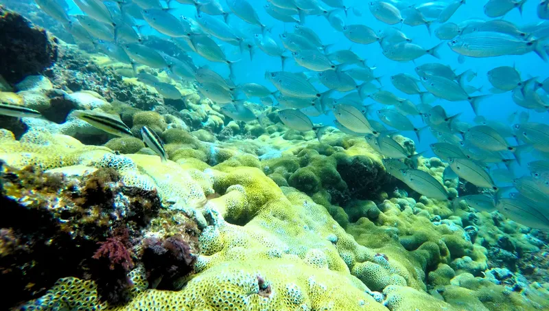 Banc de poissons argentés nageant au-dessus d'un récif corallien coloré