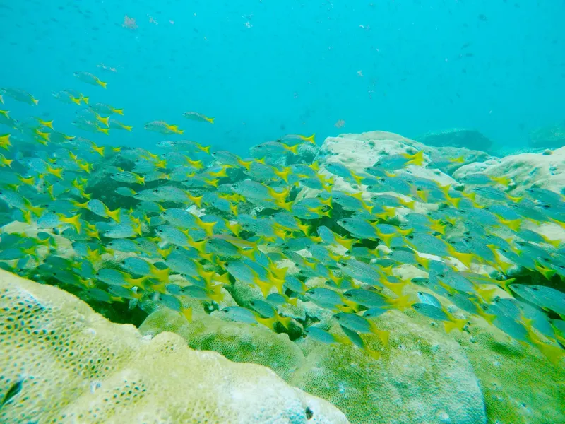 Banc de poissons tropicaux nageant au-dessus d'un récifal corallien clair