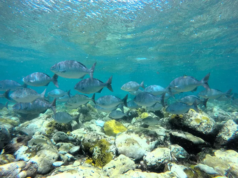 Banc de poissons gris nageant au-dessus d'un fond rocheux et corallien