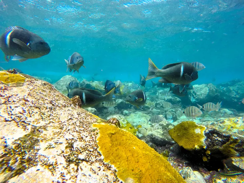 Banc de poissons tropicaux nageant autour de rochers coralliens colorés