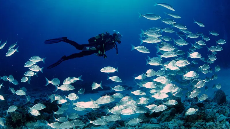 Plongeur évolue au milieu d'un banc de poissons argentés en mer