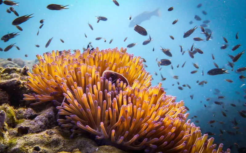 Anémone de mer orange et poissons tropicaux dans un récif corallien