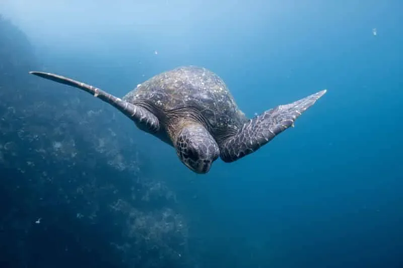 Tortue marine nageant gracieusement dans l'eau bleue, ailes déployées