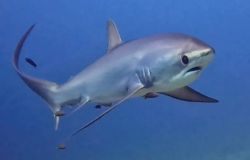 Requin bleu nageant dans l'eau bleue, vue rapprochée, océan