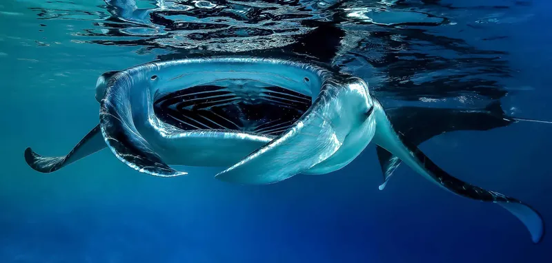 Raie manta vue par le dessous nageant dans l'eau bleue