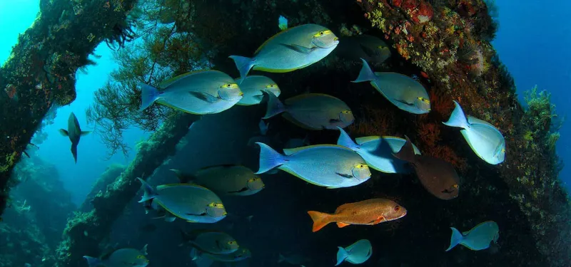 Banc de poissons chirurgiens et autres espèces dans un récif corallien
