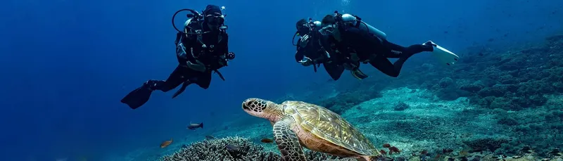 Deux plongeurs nagent au-dessus d'une tortue de mer dans l'océan