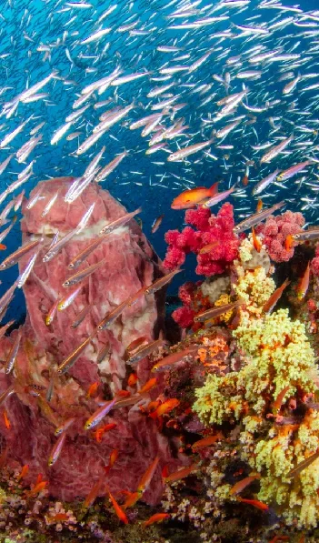 Banc de poissons argentés autour d'un récifal corallien coloré
