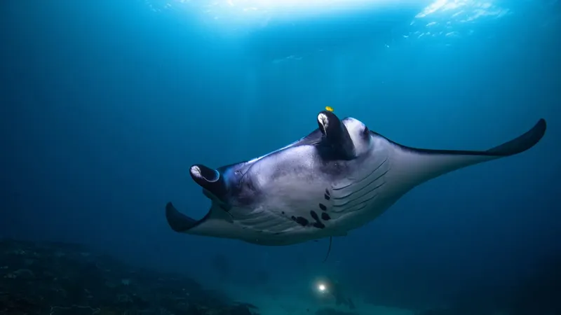 Raie manta majestueuse nageant dans les eaux bleues et ensoleillées