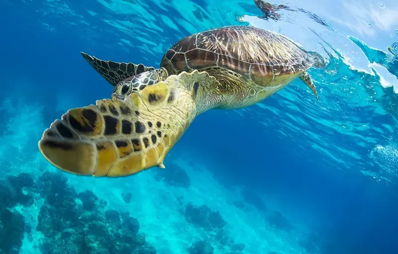 Tortue marine nageant paisiblement dans une eau turquoise et claire
