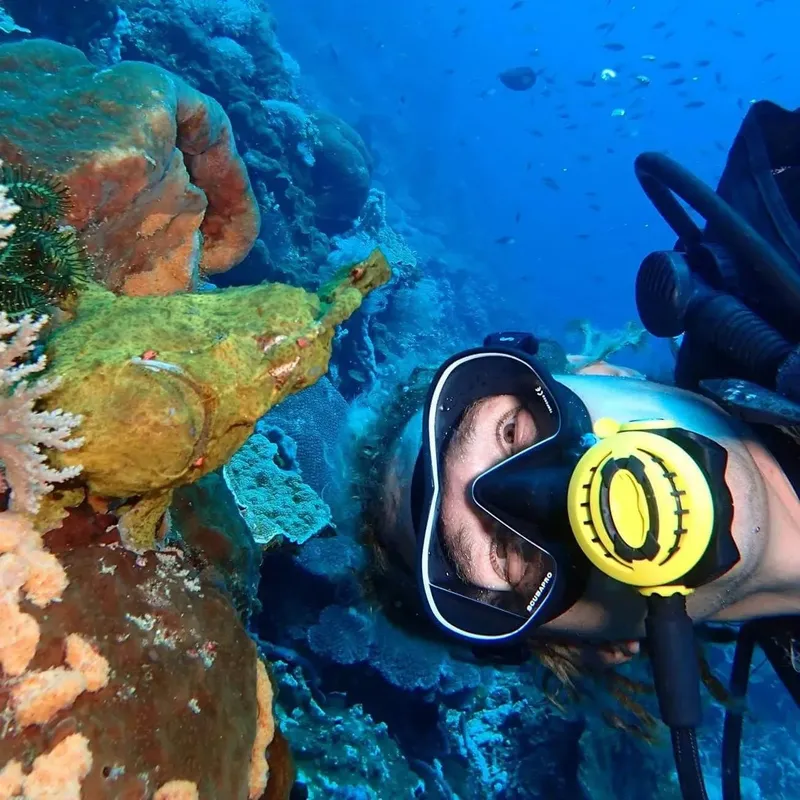 Plongeur observant un poisson-perroquet coloré sur un récifal corallien