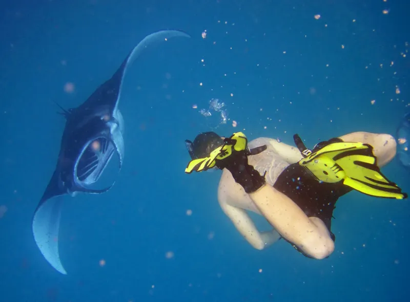 Plongeuse nageant avec une raie manta dans une eau bleue claire