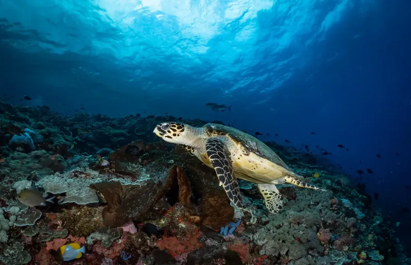 Tortue marine nageant au-dessus d'un récifal corallien ensoleillé