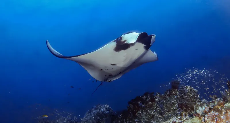 Raie manta majestueuse nageant dans les eaux bleues au milieu des poissons