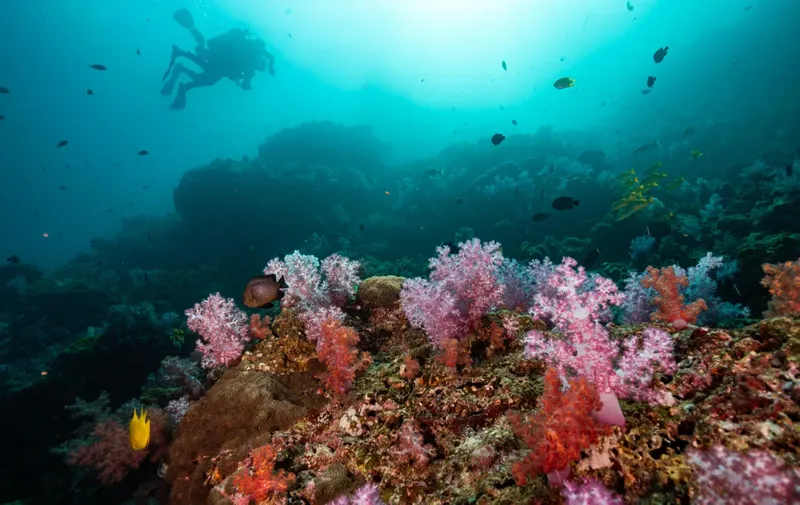 Plongeur explorant un récif corallien coloré avec des gorgones et poissons