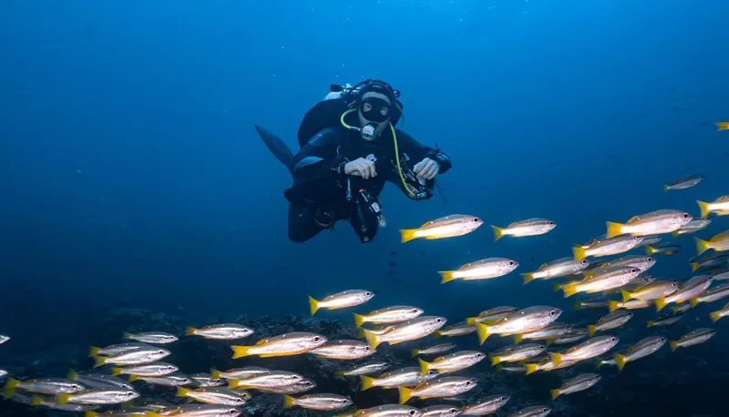 Plongeur évoluant au milieu d'un banc de poissons colorés en mer