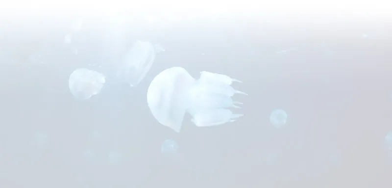 Plusieurs méduses flottent dans une eau trouble et bleutée