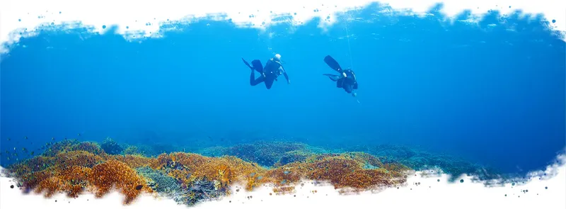 Deux plongeurs explorent un récifal corallien en eau bleue claire