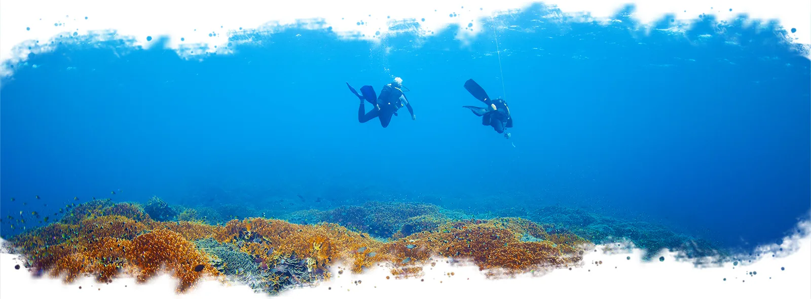 Mafia Island Diving