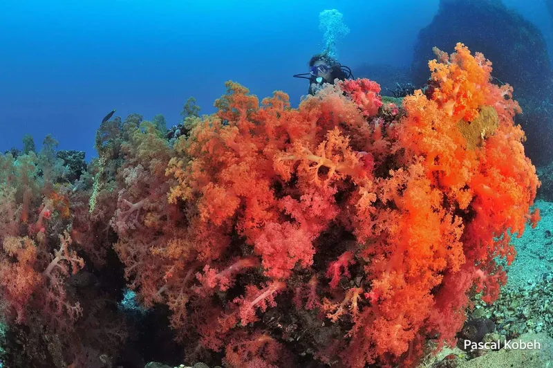 Plongeur explorant un récif corallien luxuriant avec des gorgones orange