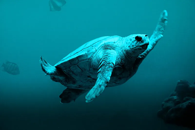 Tortue marine nageant gracieusement dans les eaux bleues, poissons en arrière-plan