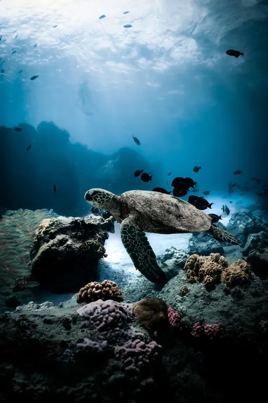 Tortue marine nageant au-dessus d'un récifal corallien ensoleillé