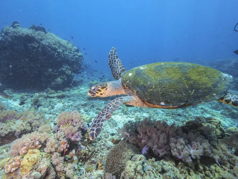 Tortue marine nageant au-dessus d'un récifal corallien coloré en profondeur