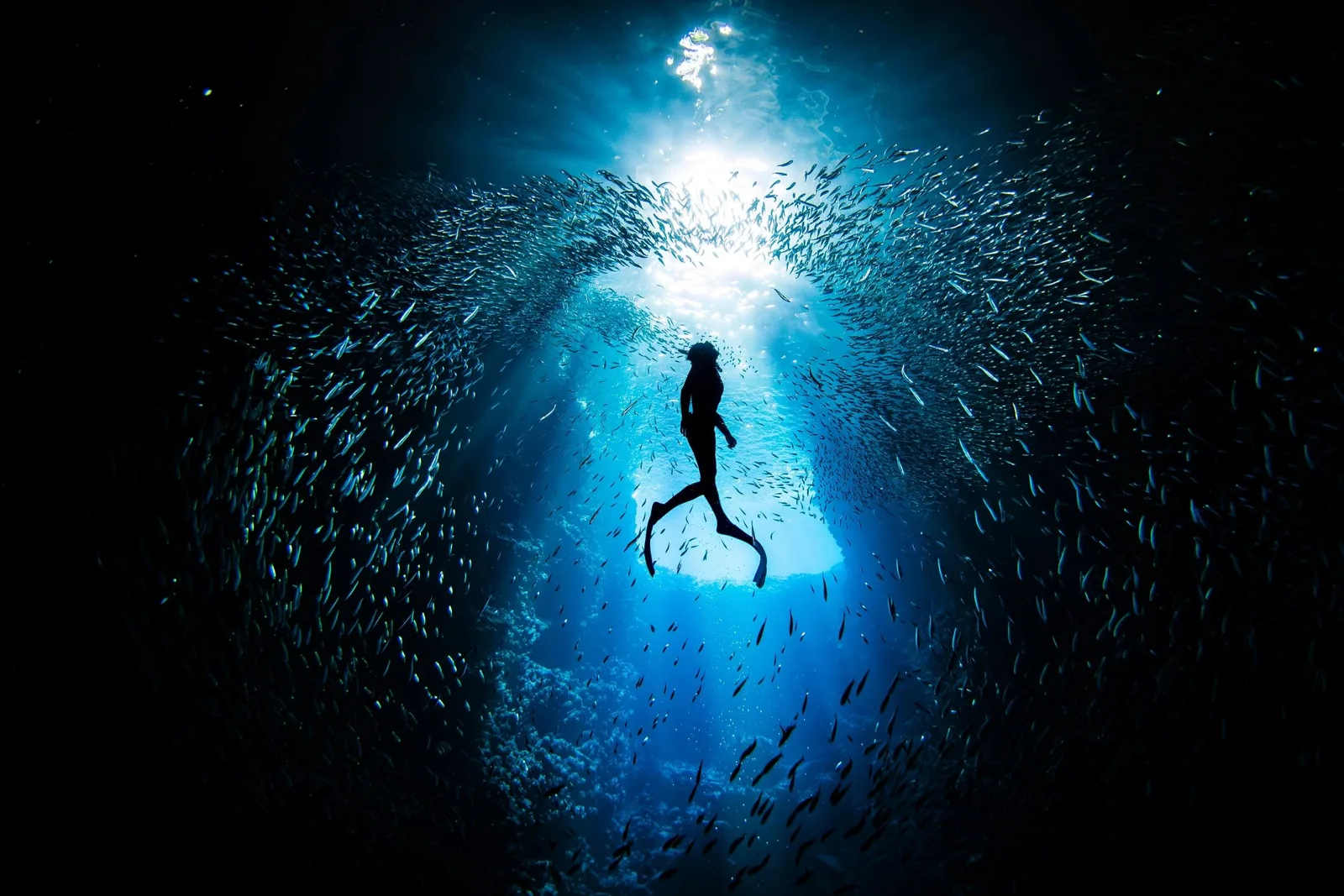Plongeuse silhouette sombre au milieu d'un banc de poissons lumineux