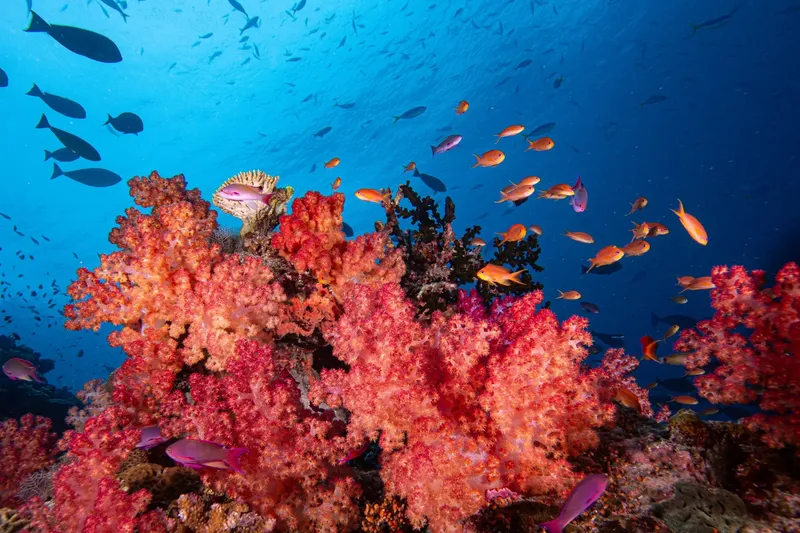 Récif corallien rouge vif avec bancs de poissons tropicaux colorés