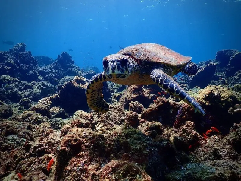 Tortue marine nageant au-dessus d'un récif corallien ensoleillé
