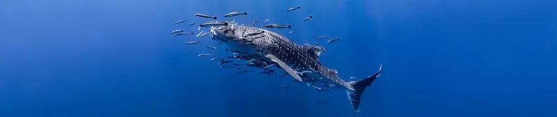 Requin baleine nageant dans l'eau bleue entouré de petits poissons